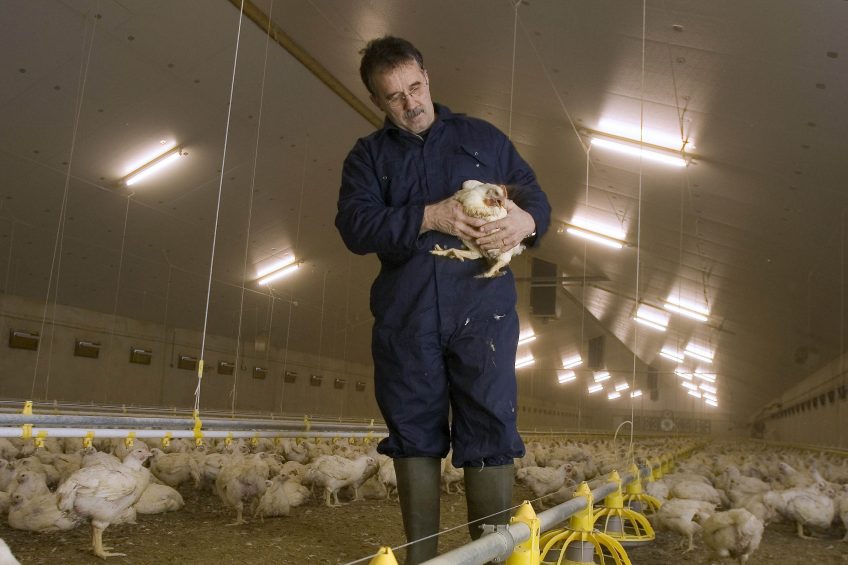 Emerging opportunities for alternative feed additives. Photo: Jan Verhoijsen