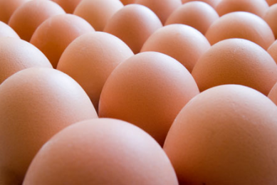 Sustainability in Dutch egg production