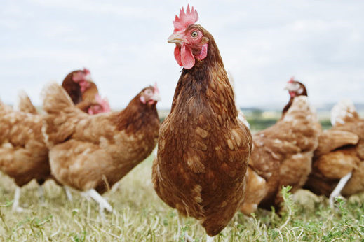 H5N8 bird flu spreads to Welsh backyard poultry. Photo: Ojo Images Rex Shutterstock