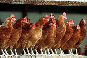 Welfare not directly linked to system choice