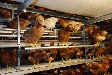 A poultry producers guide to red mite control. Photo: Bert Jansen