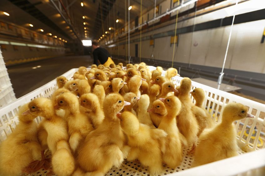 The restart of the old Donstar farms, the country s largest duck production complex, is a difficult and demanding challenge for Damate. Photo: Hans Prinsen