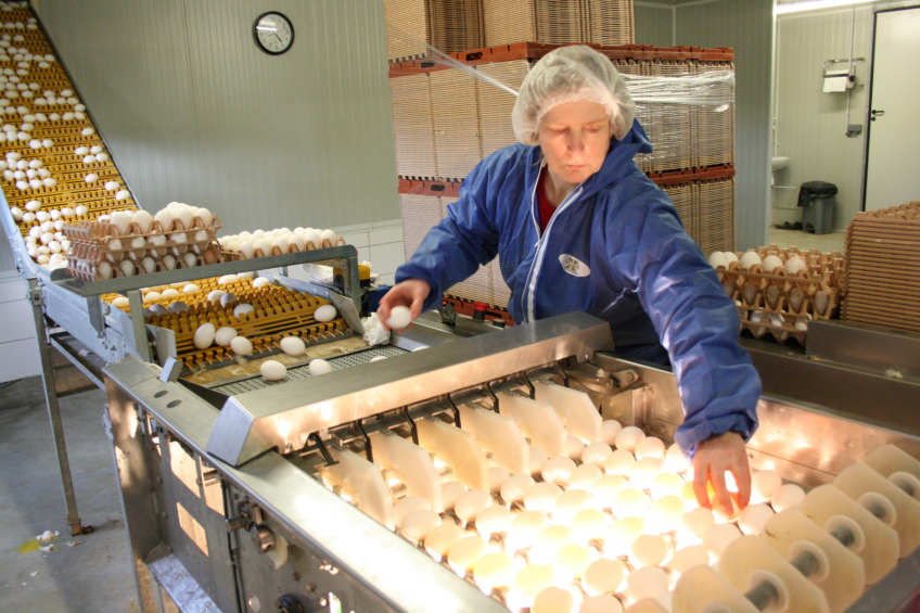 France’s alternative eggs