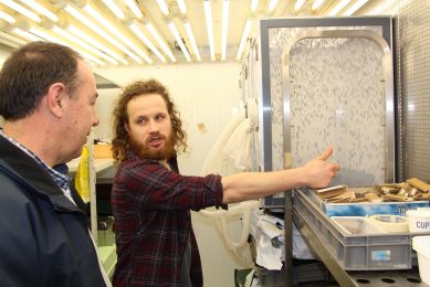 If 5% of broiler feed in the Netherlands alone would be replaced by insect protein, you would need up to 72 kilotons of insects. Photo: Dick van Doorn