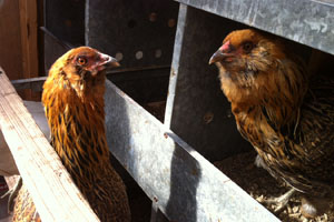 Research: Nest box layers stress less than free range