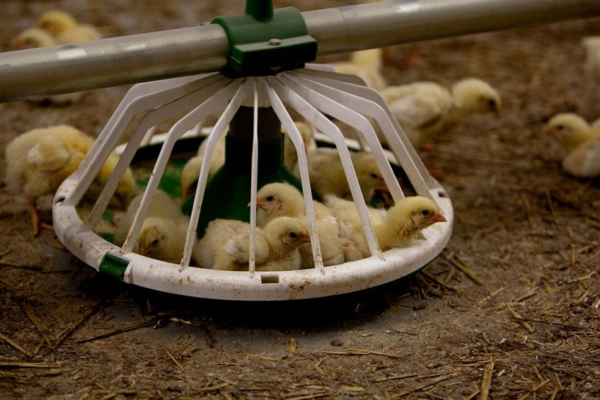 Broiler prices have been on a rollercoaster ride, but overall consumption is expected to grow. Photo: Hissink photography