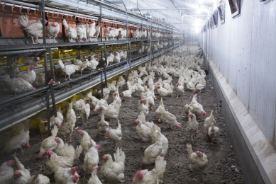 Scottish poultry flock hits 10-year low