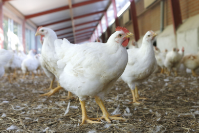 New case of AI H7N7 in England