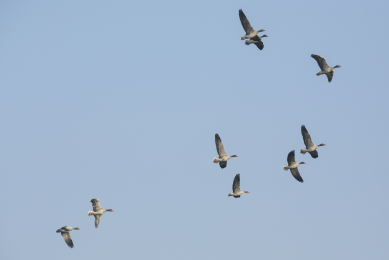 Bird flu threat escalates as virus mutates