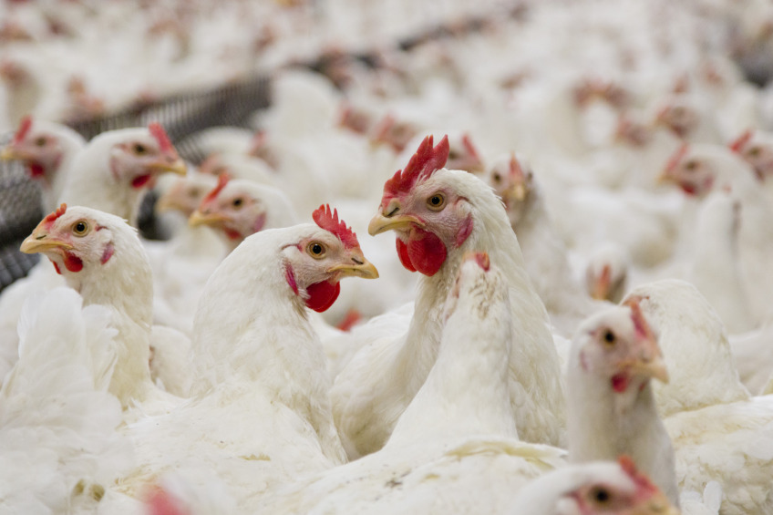 145,000 birds culled after AI outbreak in India