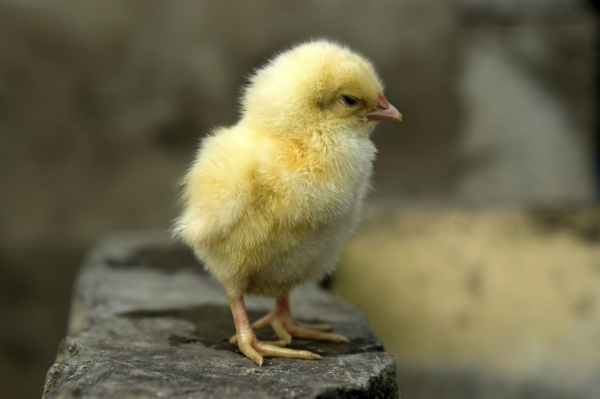 Adisseo and Novozymes partner for poultry probiotic