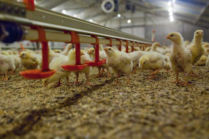 The temperature in the broiler houses is ideal for the development and growth of micro-organisms. [Photo: Jan Willem Schouten]