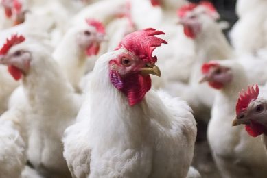 US state propose tracking air pollution from chickens. Photo: Ronald Hissink