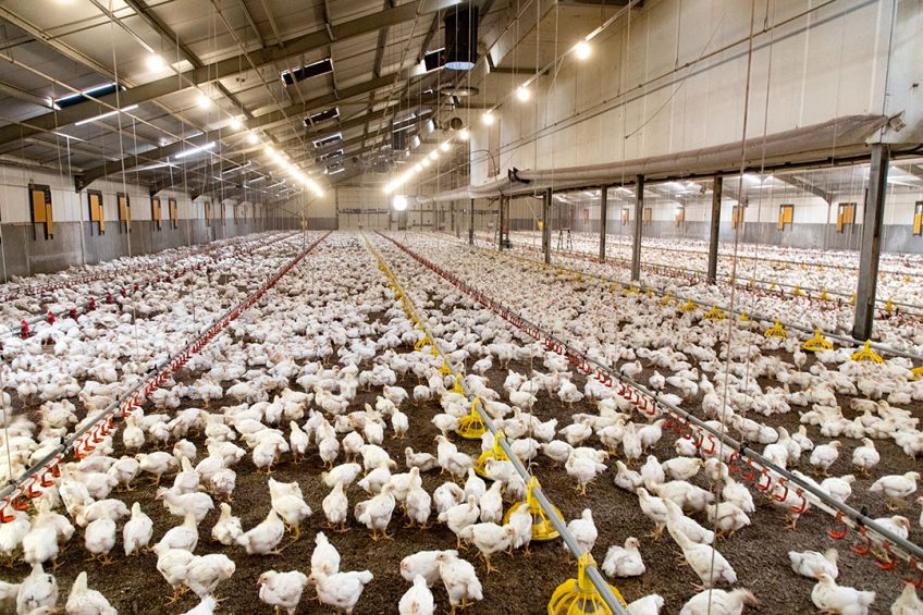 The lower stocking densities, slower growing breeds and enrichments all key elements of the ECC were far more welfare friendly than the EU s Broiler Directive. Photo: Herbert Wiggerman