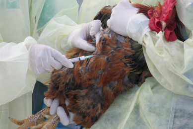 Vaccination programmes vary tremendously, depending on many factors. [Photo: ANP]