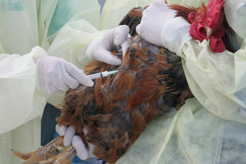 Vaccination programmes vary tremendously, depending on many factors. [Photo: ANP]