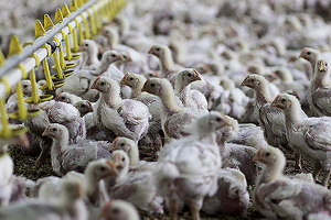 Hubbard focuses on less feed, more meat