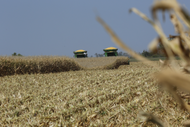 The annual study surveyed 100 North American corn samples from across the United States and Canada from September to November 2015, testing for mycotoxin contamination to determine the risk posed to monogastrics. [Photo: Henk Riswick]