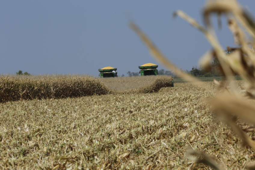 The annual study surveyed 100 North American corn samples from across the United States and Canada from September to November 2015, testing for mycotoxin contamination to determine the risk posed to monogastrics. [Photo: Henk Riswick]