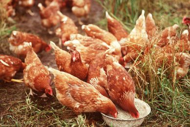 Photo: Organic Picture Library/Rex/Shutterstock