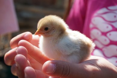 Cameroonian poultry farmers are gearing up to receive supplies of day-old chicks from Brazil. Photo: Afra Ramió