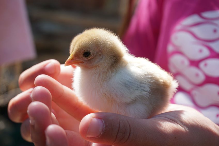 Cameroonian poultry farmers are gearing up to receive supplies of day-old chicks from Brazil. Photo: Afra Ramió