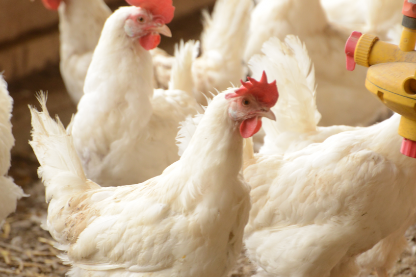 Good carcass quality is imperative for healthy birds and effective processing.