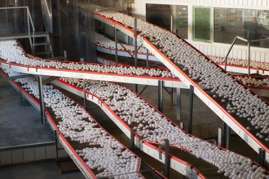Ukraine is a true champion when it comes to egg production but oversupply has put price levels under pressure. Photo: Vadim Uvazhny