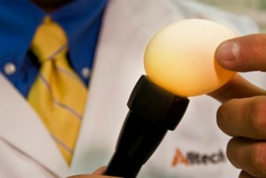 Egg-cellent shell quality: Learn the basics. Photo: Alltech