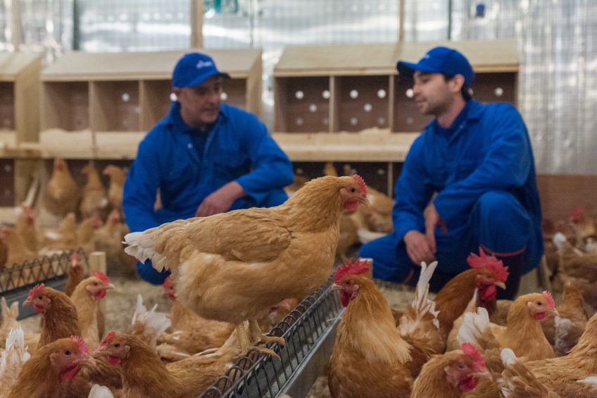 Pictured are Aviagen birds from its Rowan slower growing range. In May the breed won approval from the RSPCA's farm assurance scheme. Photo: Aviagen