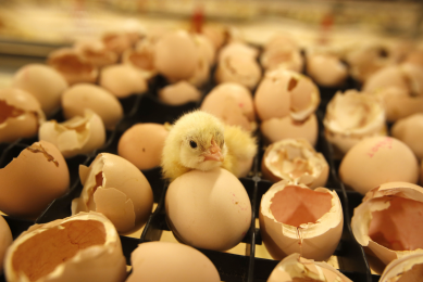 rHVT vector hatchery vaccine could prevent H5N1