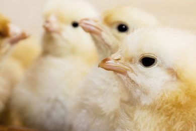Why use a starter feed from the day the chicks hatch?