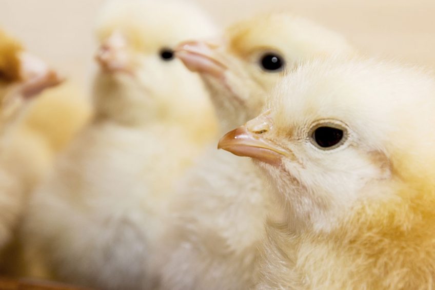 Why use a starter feed from the day the chicks hatch?