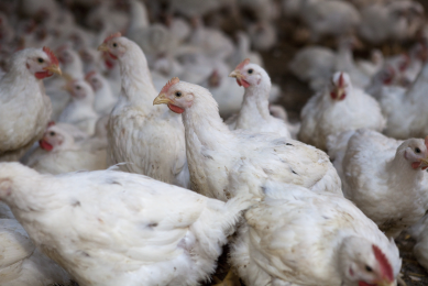 photo: Jan Willem Schouten <br />One way to reduce the amount of zinc and copper in feed is by lowering the amount of these trace minerals in the premix. This might be possible, for instance, in the finisher phase of broilers.