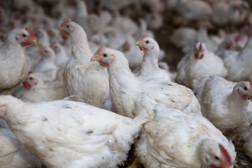 photo: Jan Willem Schouten <br />One way to reduce the amount of zinc and copper in feed is by lowering the amount of these trace minerals in the premix. This might be possible, for instance, in the finisher phase of broilers.