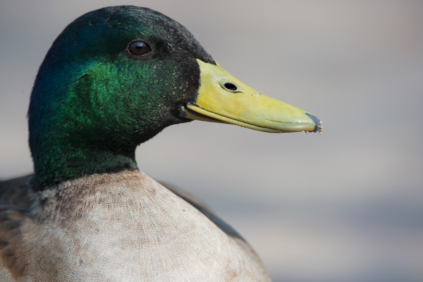Fears arise as H5N2 detected in US wild bird. Photo: ANP, Marten van Dijl