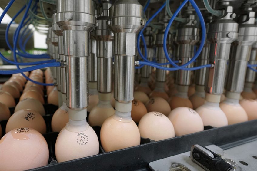 In ovo vaccination works well for a number of diseases. Unfortunately protection against Campylobacter could not be established. Photo: Ruud Ploeg