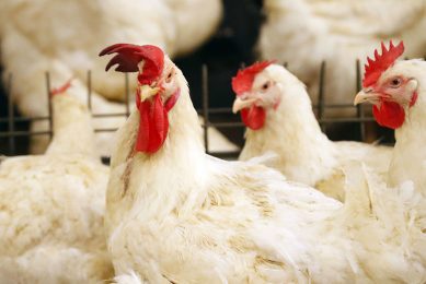 Russian breeding farm Smena announced that it has started to test the new crossbreed Smena-9 at 2 breeding farms in the Chelyabinsk Oblast. Photo: Bert Jansen