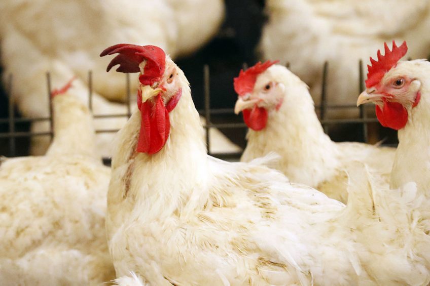 Russian breeding farm Smena announced that it has started to test the new crossbreed Smena-9 at 2 breeding farms in the Chelyabinsk Oblast. Photo: Bert Jansen