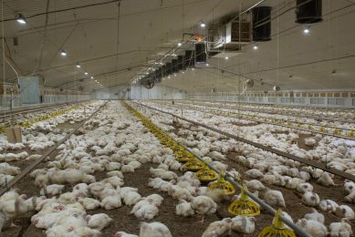 Colonisation of the intestinal tract by pathogens can reduce feed conversion rates and bird health in general, critically any infection can quickly spread within the flock. Photo: Tim Scrivener