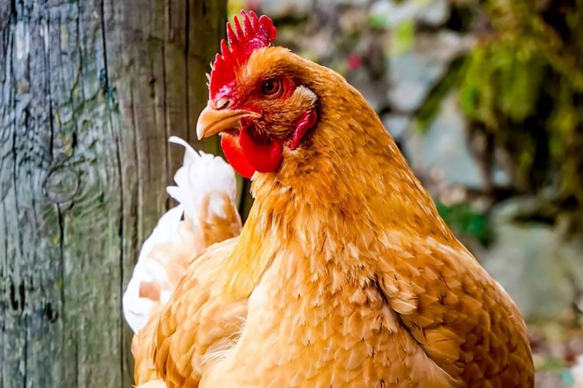 Receiving gut microbes from resistant chickens does not lessen chickens susceptibility to bacterium that causes food poisoning. Photo: Leonhard Niederwimmer