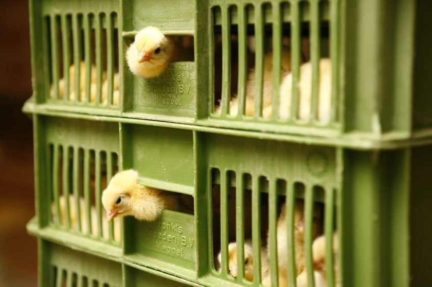 Impact of dust, formaldehyde and delayed feeding after hatch. Photo: Hans Prinsen
