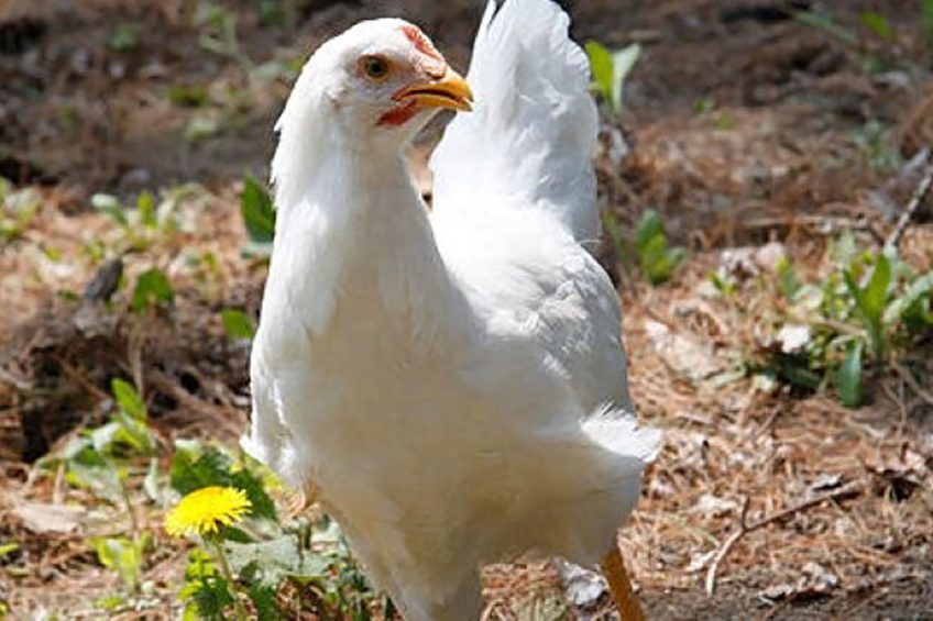 Photo: Wikimedia Commons / Tom Sackt