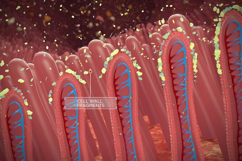 Dead bacteria and bacterial cell wall fragments in the gut negatively influence nutrient uptake. Photo: DSM