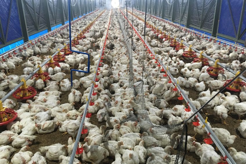 Ventilation in the poultry house makes a world of difference. Photo: Fabian Brockötter