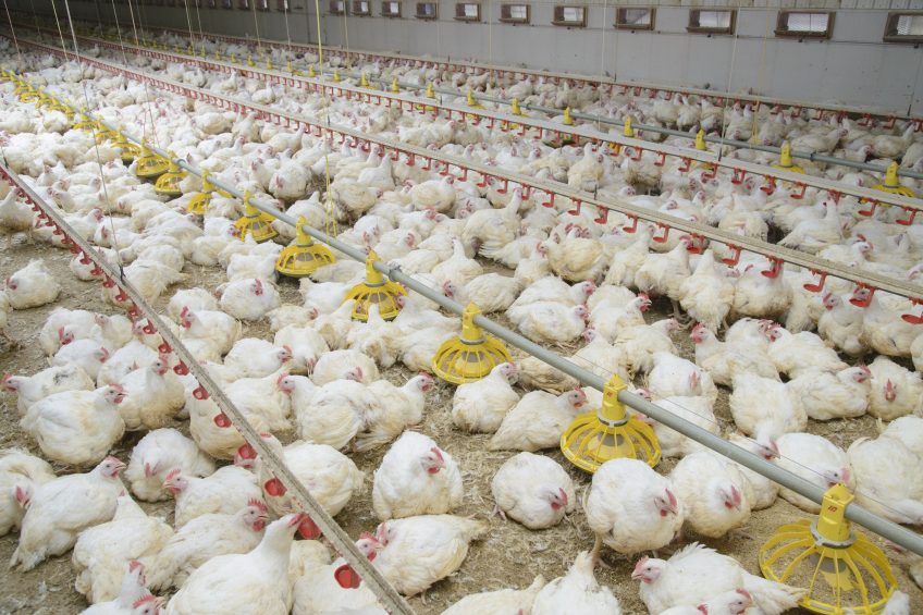 Sales up at Moy Park as potential buyers circle. Photo: FLPA / John Eveson/Rex/Shutterstock
