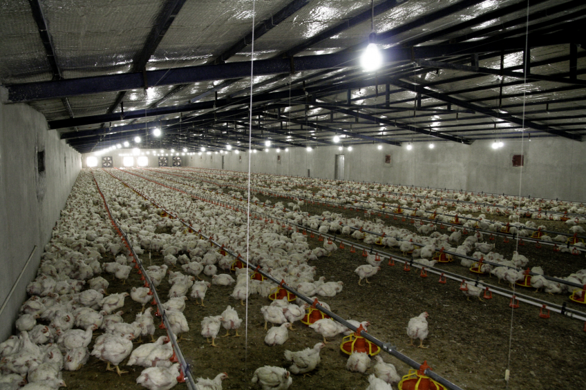 Photos: Vladislav Vorotnikov<br />Government support made it possible for Iranian farmers to invest in new automated systems which increased overall efficiency by at least 18%.