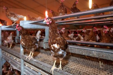 Birds gather visual information through scanning behaviour to make decisions relevant for survival, examples are the detection of predators and the finding of food. Photo: Ronald Hissink