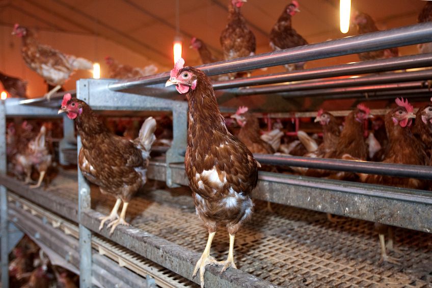 Birds gather visual information through scanning behaviour to make decisions relevant for survival, examples are the detection of predators and the finding of food. Photo: Ronald Hissink