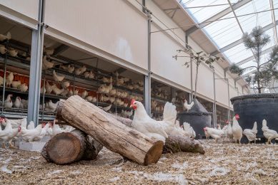 Reducing its CO2 emissions is high on the agenda of the layer sector. Using food waste as feed is an idea put into practices at the Kipster concept. Photo: Kipster